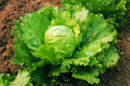 Picture of Organic Lettuce Saladin
